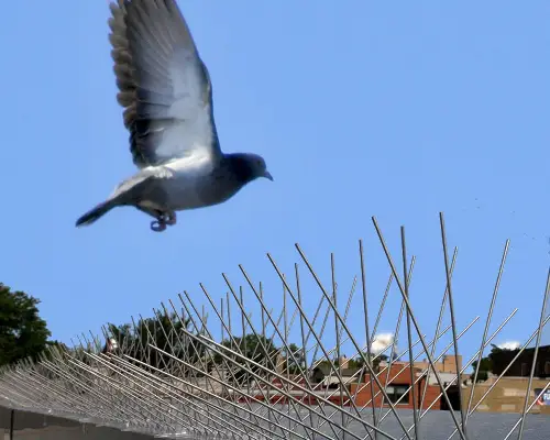 Bird spikes on a ledge